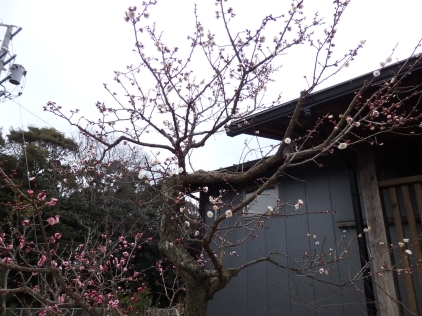 心躍る花 愛知県豊橋市 エクステリア 外構 庭安江